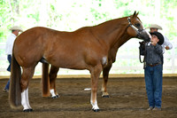 Open Reserve and grand Geldings
