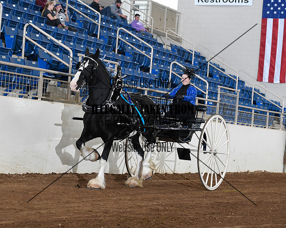 Shires_4762