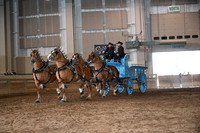 Belgian  4-Horse Hitch- Mare
