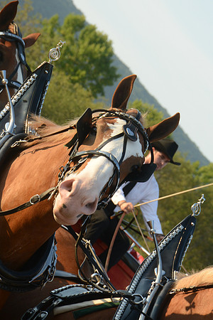 Four Horse Hitch_Amateur_youth-14