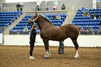 Black Mist Percheron