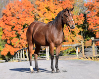 Yearling_9223