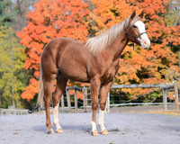 yearling_9262
