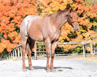 yearling_9306