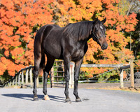 Yearling_9216