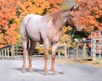 yearling_9207