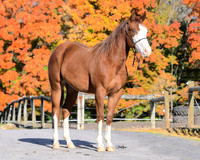 yearling_9239
