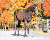 yearling_9289