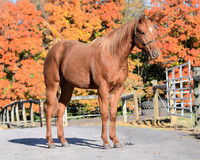 yearling_9226