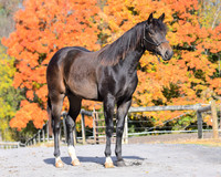 yearling_9283