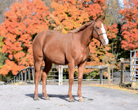 yearling_9276