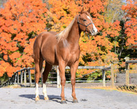 yearling_9252