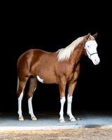 2025 PSU Yearlings