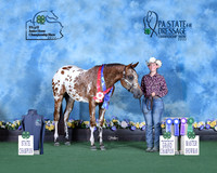 A,Rosenyk_Mastershowman_statechamp_Northampton_9701-8x10