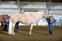 32. Aged Geldings