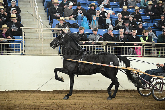 ASH_9561