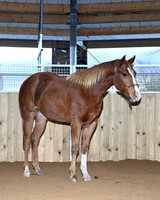 Willow_7717
