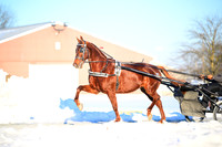 Lot 101 - Needabacardi A