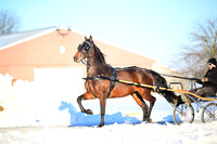 Lot 29 - RWF Dynasty