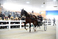 Lot 31