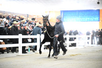 Lot 71