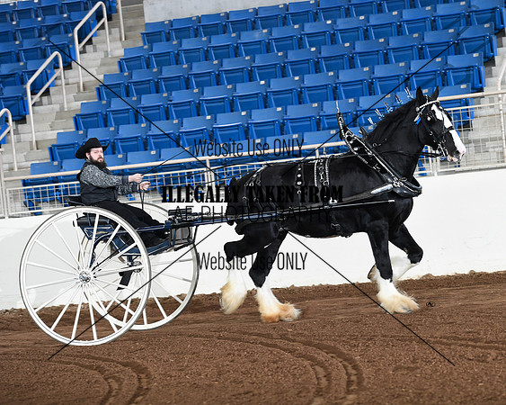 Shires_3575