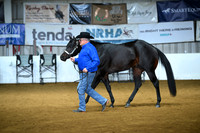 Amateur 3 Year Old Stallion