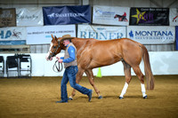 Amateur Aged Geldings