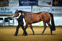 Amateur Performance Mare