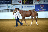 Amateur Yearling Stallion