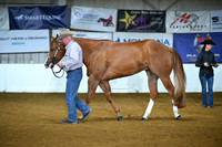 Open 3 Year Old Geldings