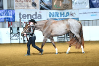 Youth Performance Gelding