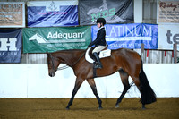 All Breed Walk-Trot Hunter Under Saddle