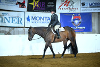 Amatuer Walk-Trot Hunter Under Saddle
