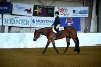 Small Fry Hunter Under Saddle