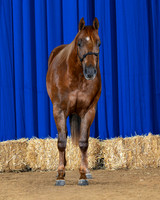 horse1_8755-front