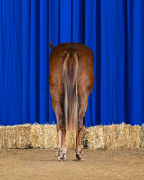 horse1_8755-rear