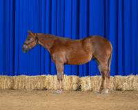 horse1_8755-left