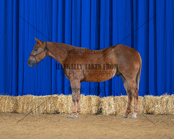 horse1_8755-left