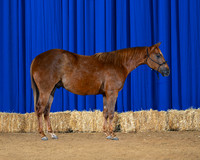 horse1_8755-right