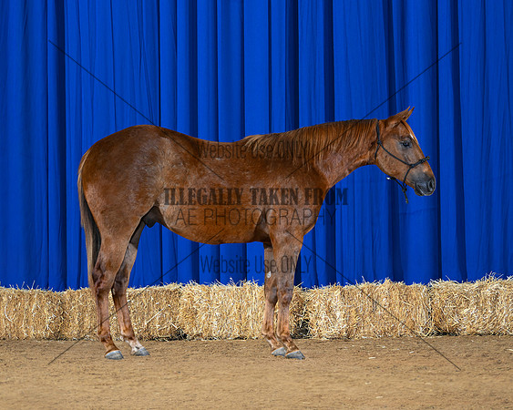 horse1_8755-right