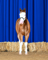Chex-front