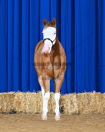 Chex-front