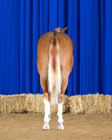 Chex-hind