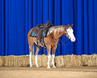Chex-saddle