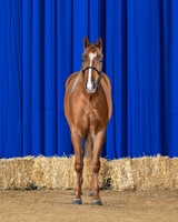 horse3_8755-front