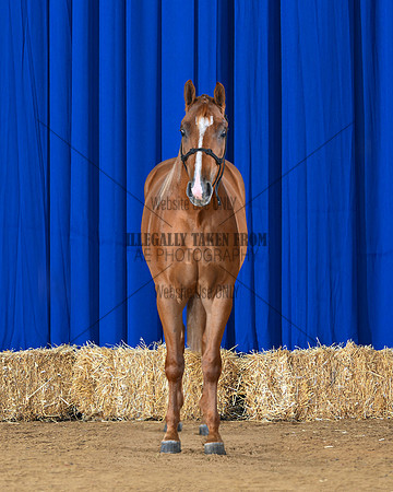 horse3_8755-front