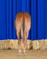 horse3_8755-hind