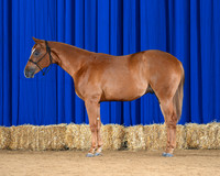 horse3_8755-Left