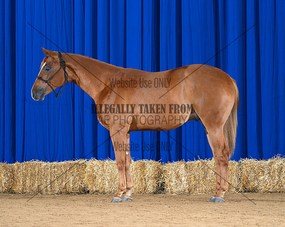 horse3_8755-Left
